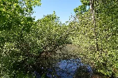 Schleswig Holstein, Tellingstedt, Landschaftsschutzgebiet Großes Moor Kätner Moor Nik 7079