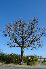Schleswig Holstein, Tornesch, Naturdenkmal 12 01 Nik 2221