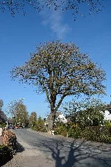 Schleswig Holstein, Tornesch, Naturdenkmal 12 04 Nik 2275