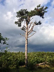Schwarzföhre (Pinus Nigra Austriaca)