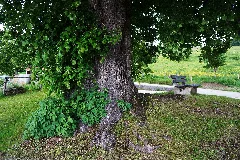 Sommer Linde In Gossen, Knappenberg, Gemeinde Hüttenberg, Kärnten, Bezirk St. Veit An Der Glan, Kärnten