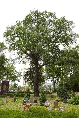 Stiel Eiche Naturdenkmal Berlin Friedrichshain Kreuzberg