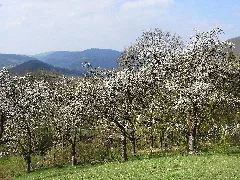 Streuobstwiese Im Naturschutzgebiet „Kelle – Teufelskanzel“ Im Landkreis Eichsfeld In Thüringen (1)