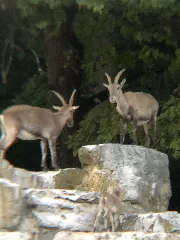 Swiss Mountain Goats Fighting 16