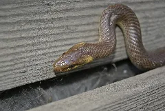 Zamenis Longissimus, Bärstadt