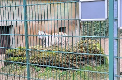 Zoo In Der Wingst 2014 By Raboe 017