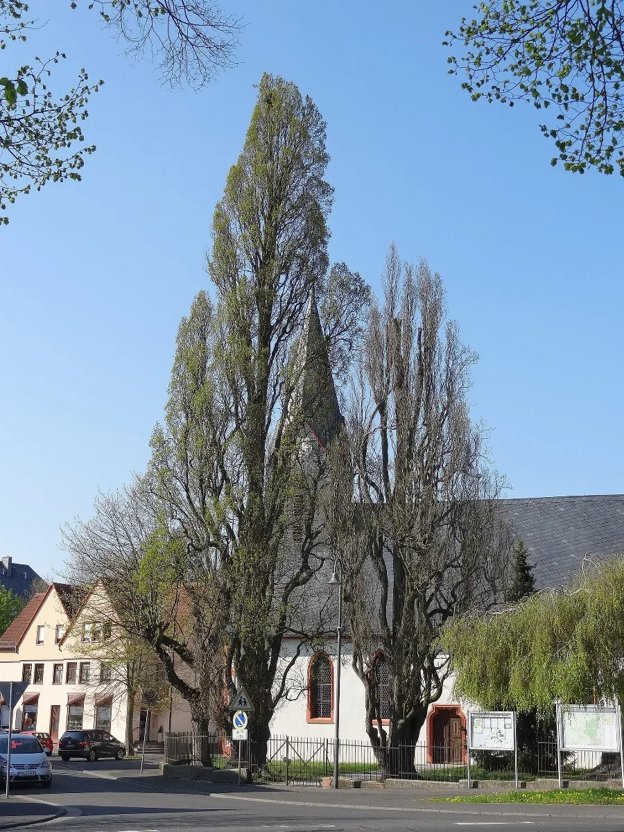 2 Säuleneichen (Bingenheim) 02