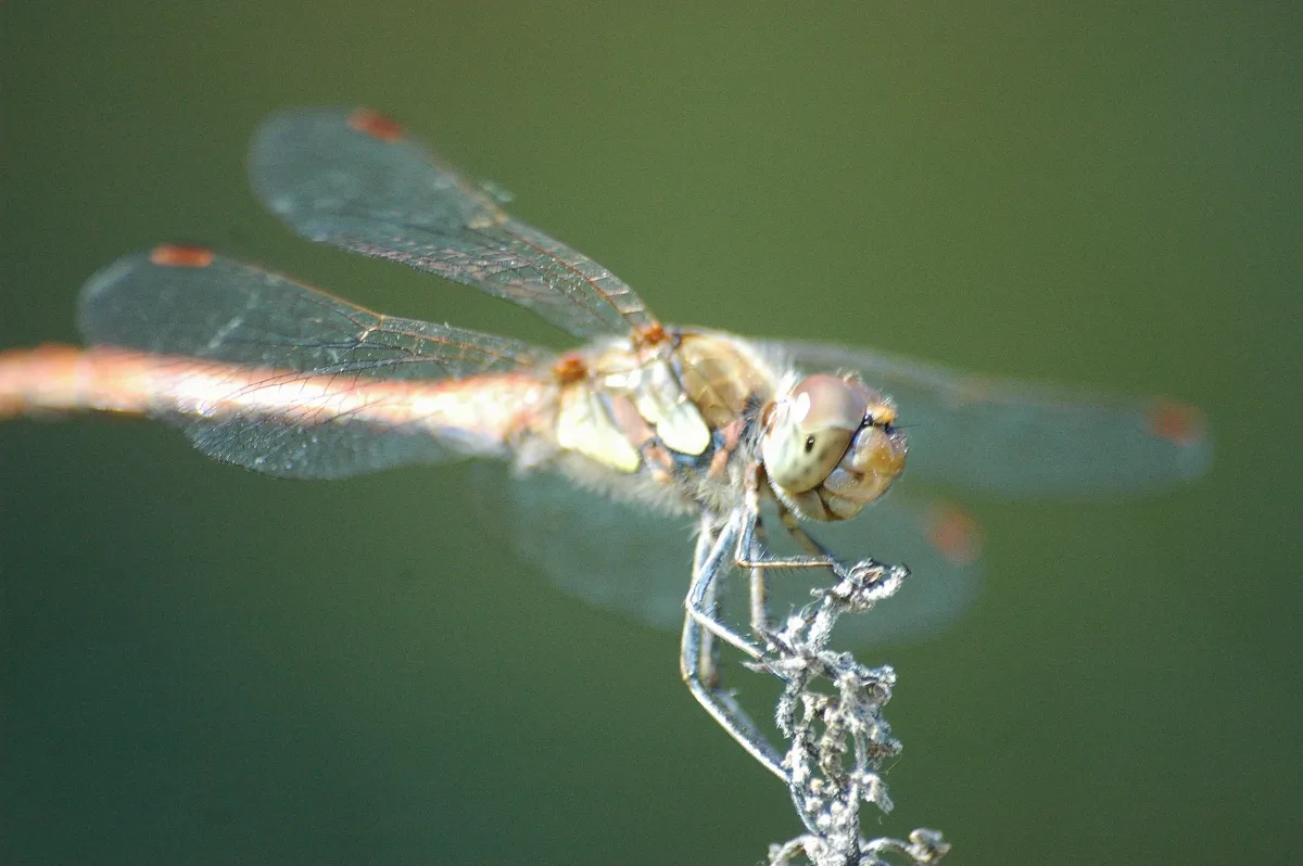 2009 08 19 (30) Große Heidelibelle, Sympetrum Striolatum
