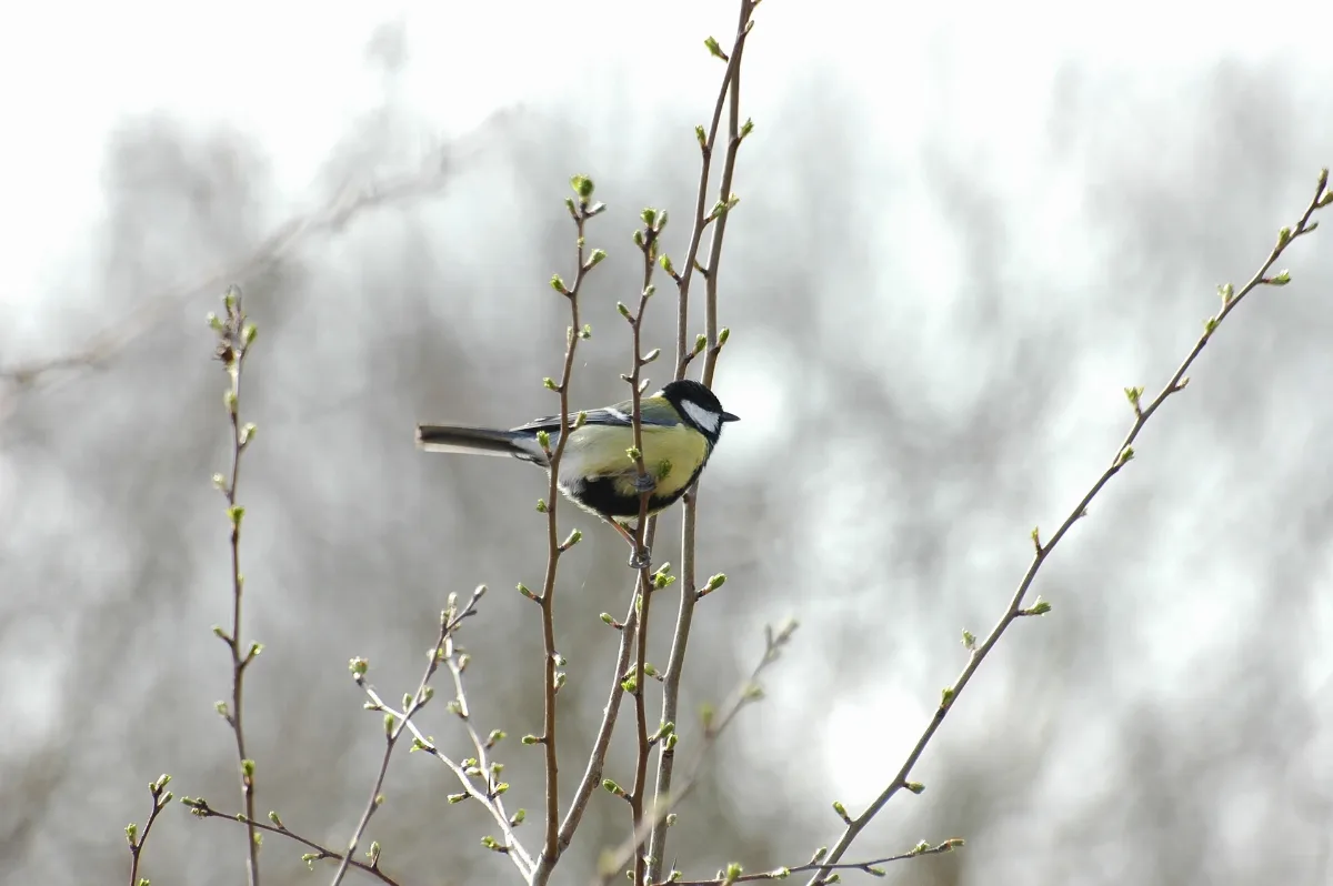 2010 04 02 (17) Kohlmeise, Great Tit, Parus Major Ginsheim Gustavsburg