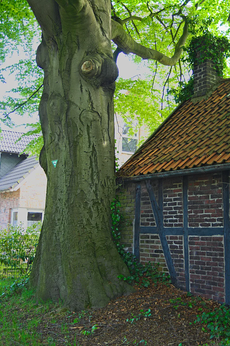 2010 05 Naturdenkmal Buche In Waltrop (Nrw)
