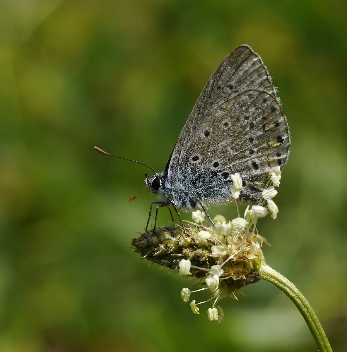 2012.07.27. 11 Vogelstangsee Mannheim Hauhechel Blaeuling Maennchen Crop