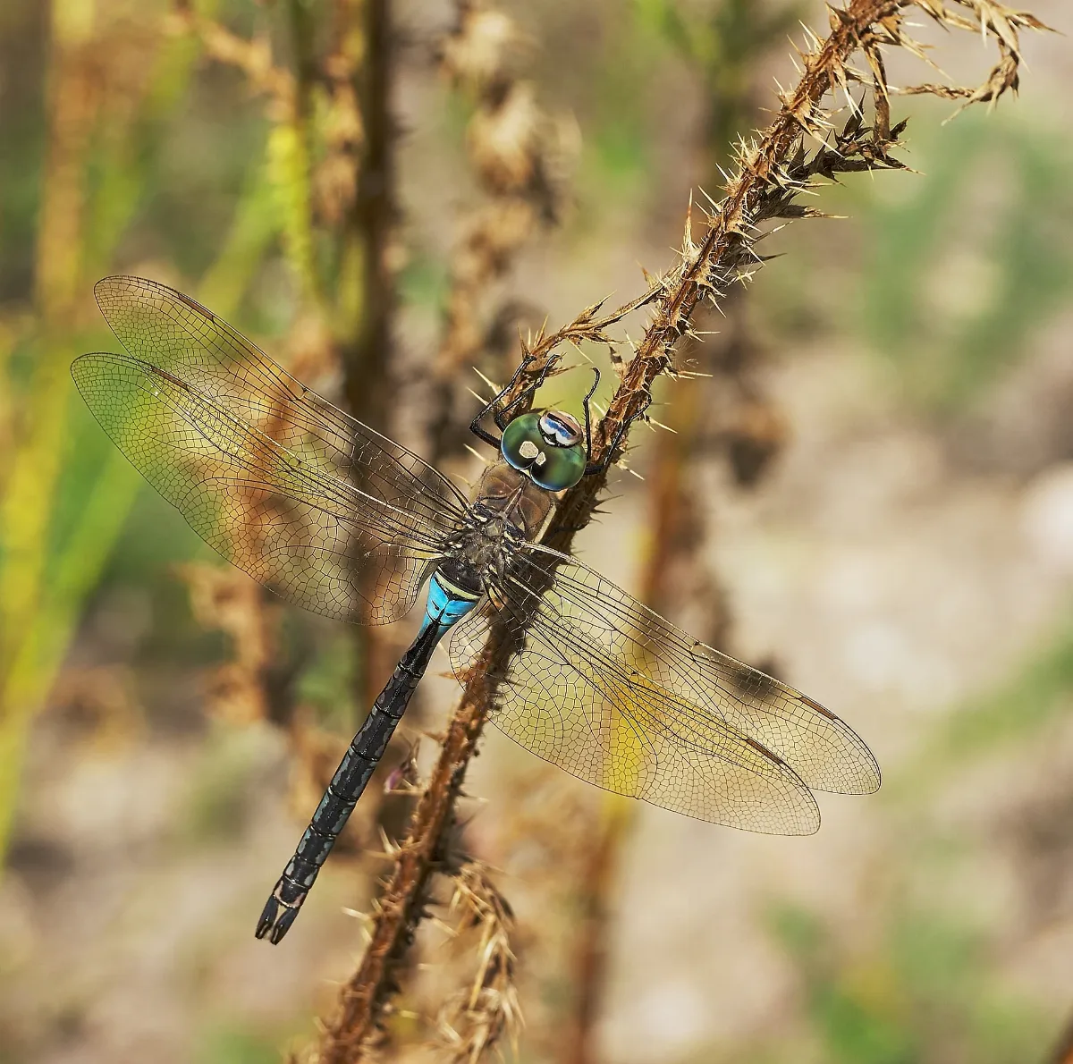 2012.08.11. 21 Viernheimer Heide Viernheim Kleine Koenigslibelle Maennchen