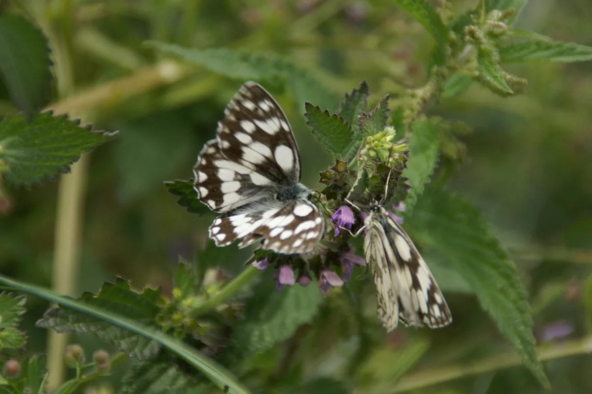 2014.06.22.120536 Melanargia Galathea Osthofen