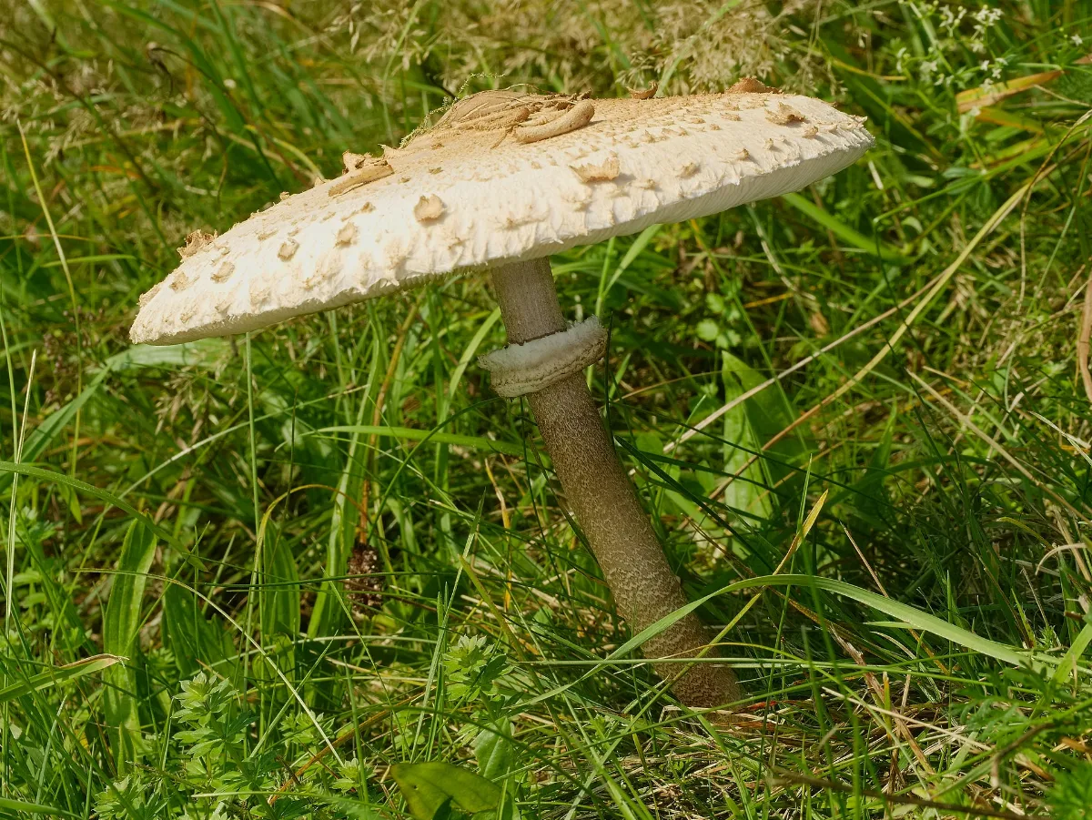 2014.10.03. 01 Edertal Kleinern Gemeiner Riesenschirmling
