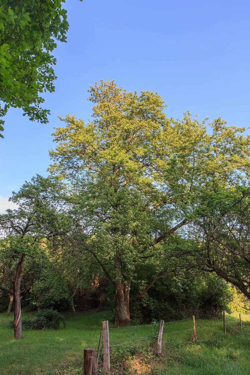 2015 05 10 Büdingen Naturdenkmal 440.189 Speierling 0929