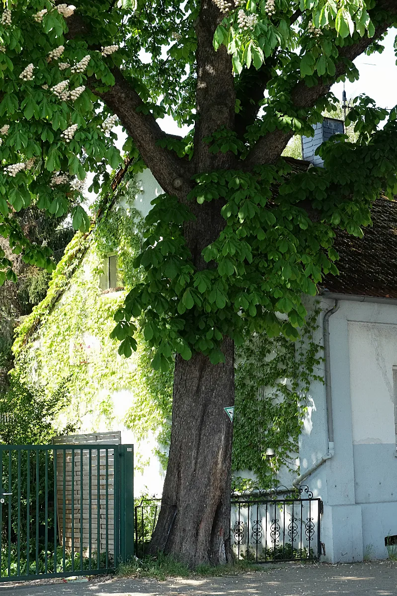 2015 05 Nd 37 Rosskastanie E Schonnebeck 02