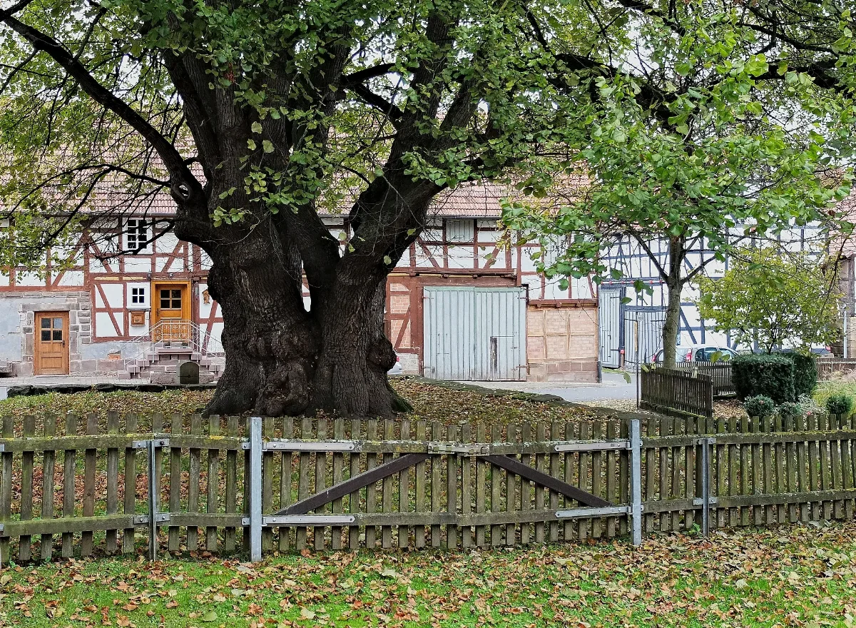 2015 10 24 Dorflinde In Neuenstein Aua (Hessen) 01