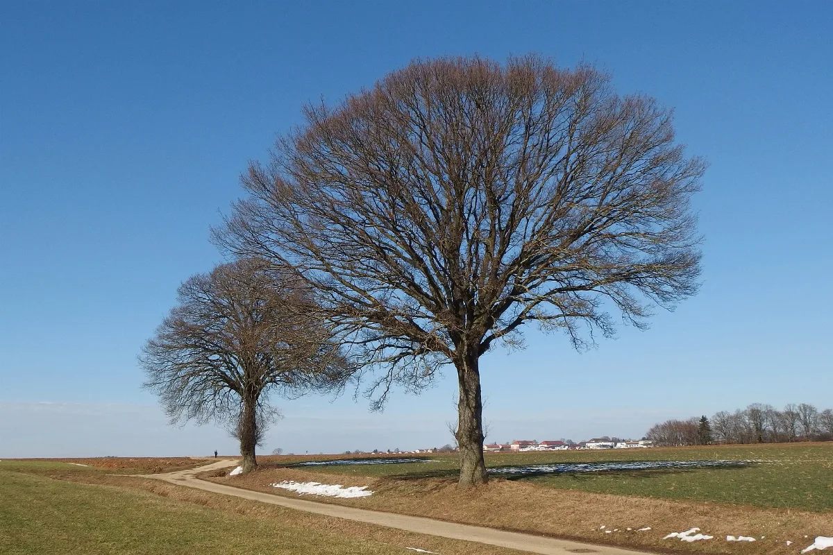 2015 Two Trees Waiting For Spring Season