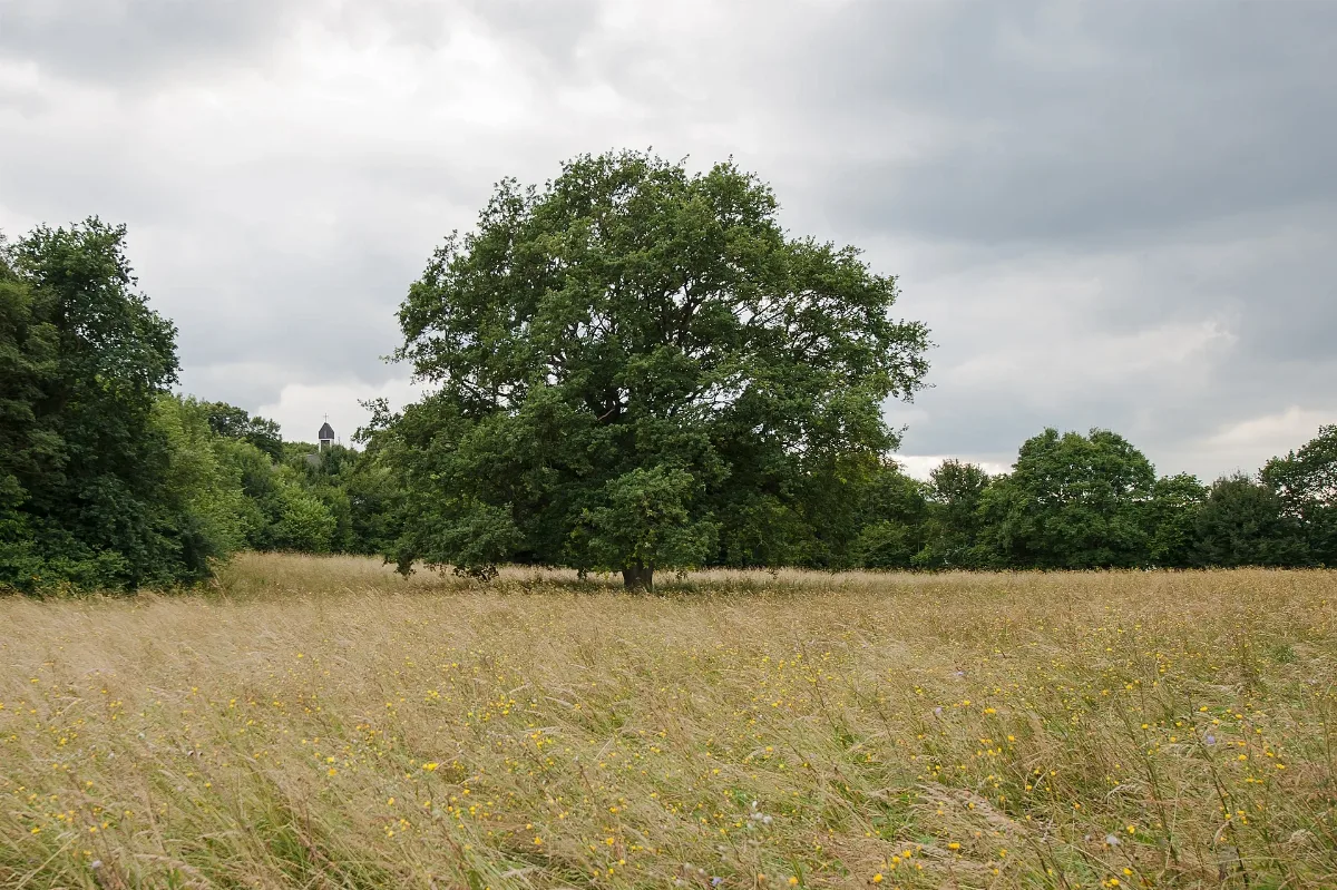 20150621 Stieleiche Breitenfurt 7577