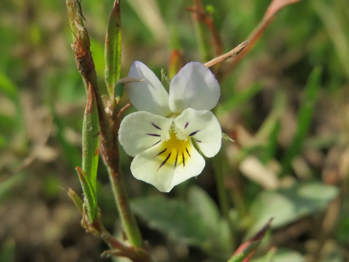 20150629Viola Arvensis Ssp. Megalantha07