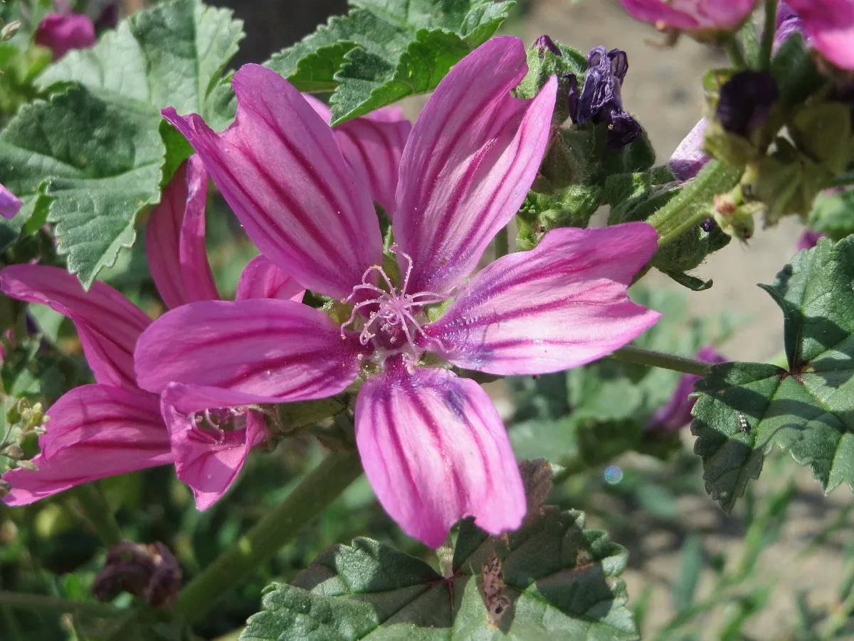 20150722Malva Sylvestris