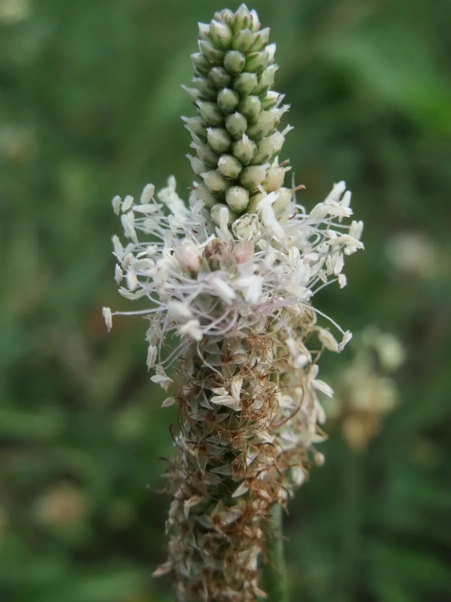 20150801Plantago Media3