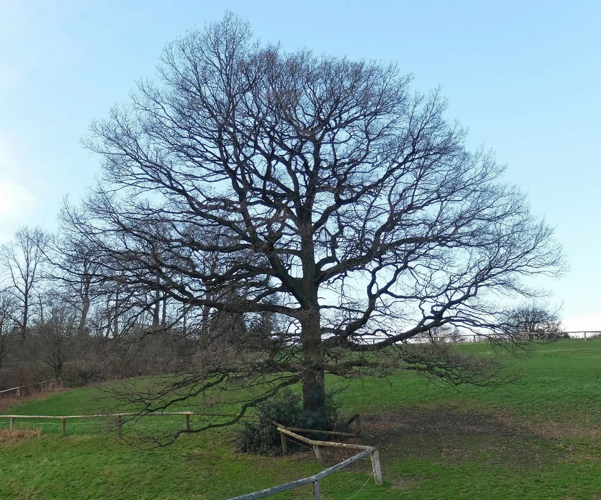 2016 01 10 Nd62 Eiche Essen Byfang