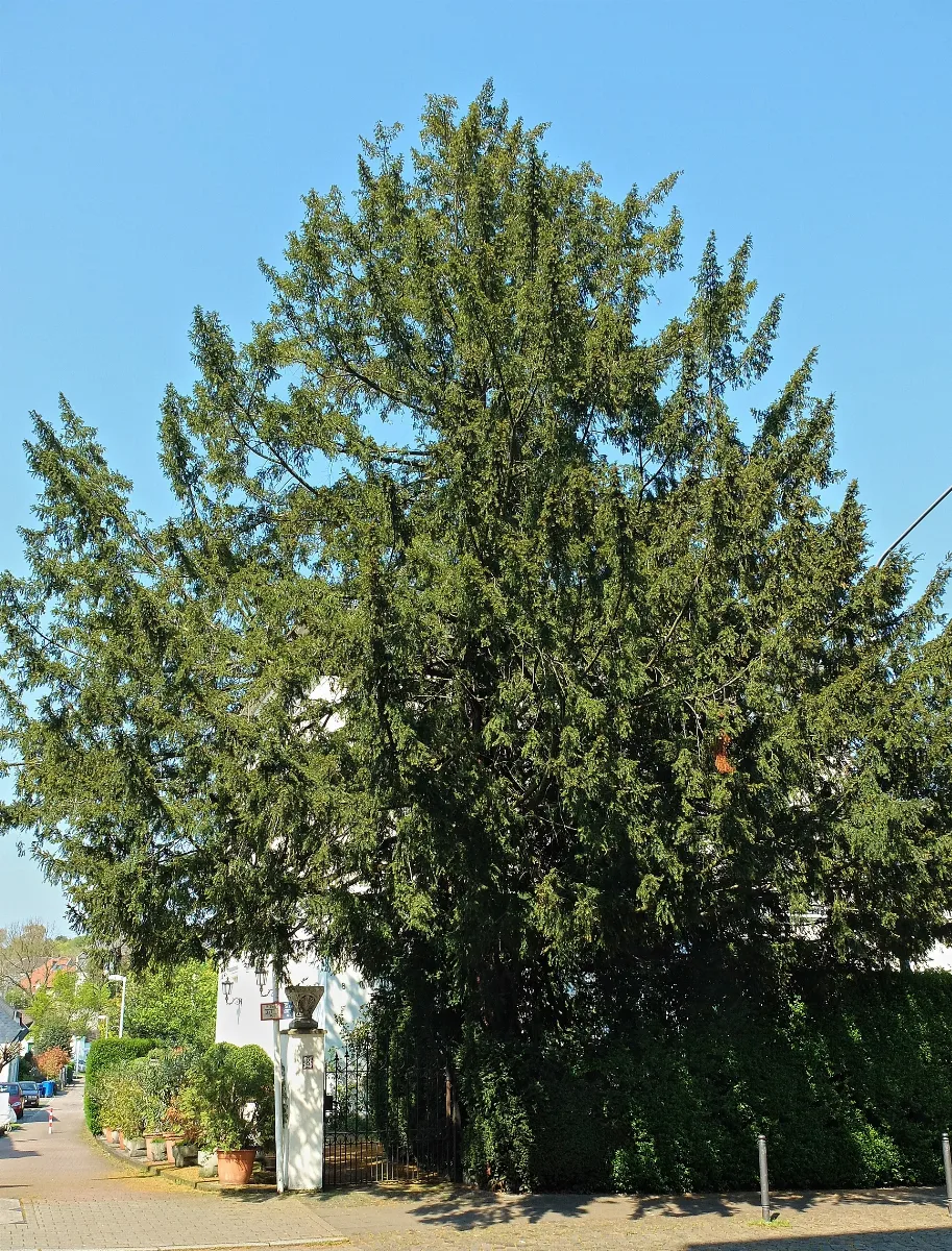 2016 05 01 Nd83 Eibe Hauptstr8 E Kettwig