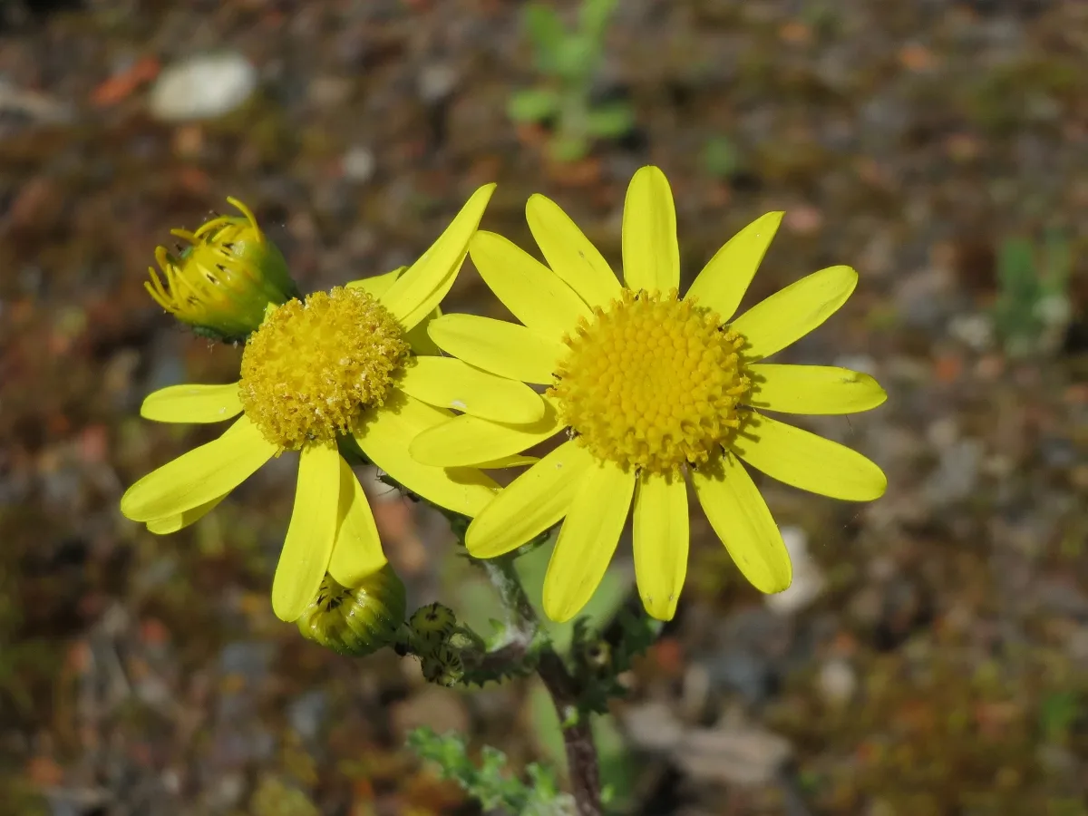 20160421Senecio Vernalis