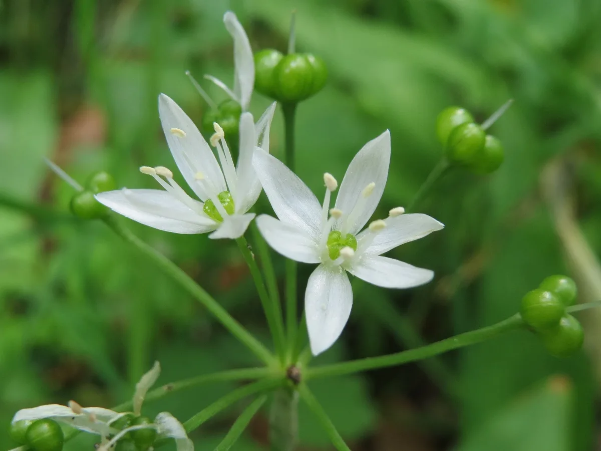 20160518Allium Ursinum1