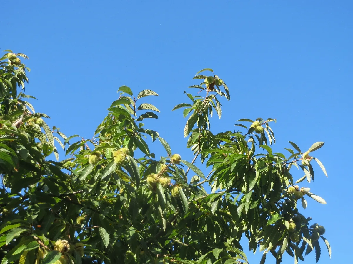 20161016Castanea Sativa3