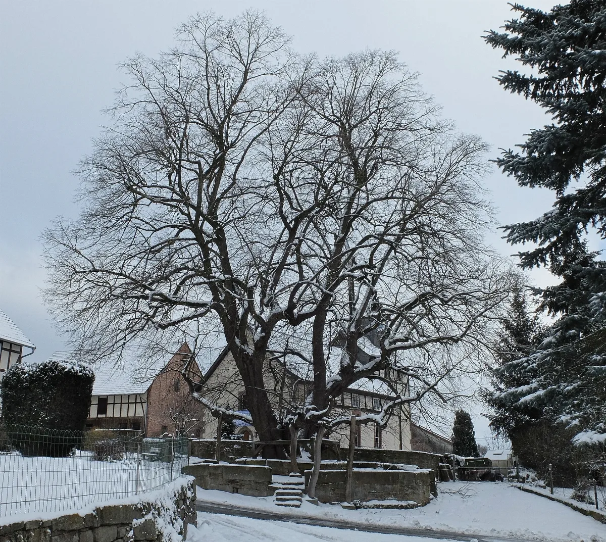 2017 01 16 Gerichtslinde Erdmannrode (Hessen) 04