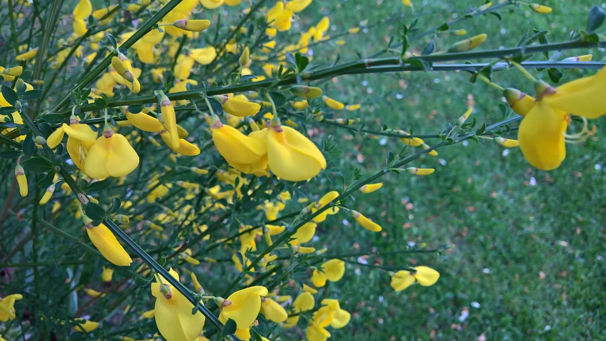 20170427 Cytisus Scoparius
