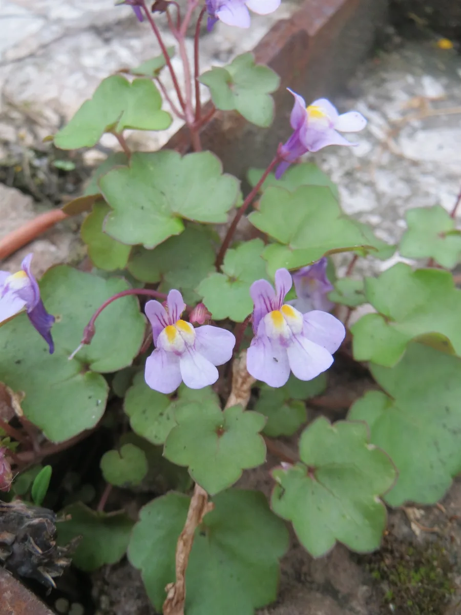 20170508Cymbalaria Muralis3
