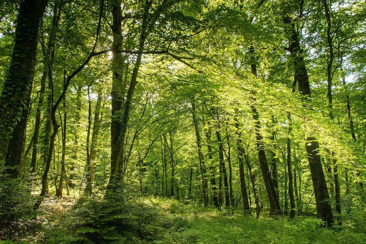 20170521 Naturschutzgebiet Greifenberg 2