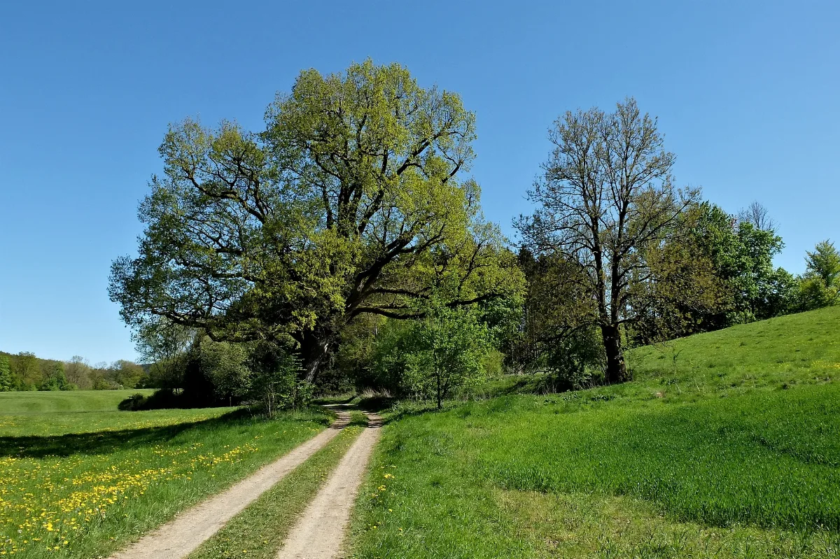 2018 05 06 Fünfmarkstückeiche, Kierspe, Nrw 01
