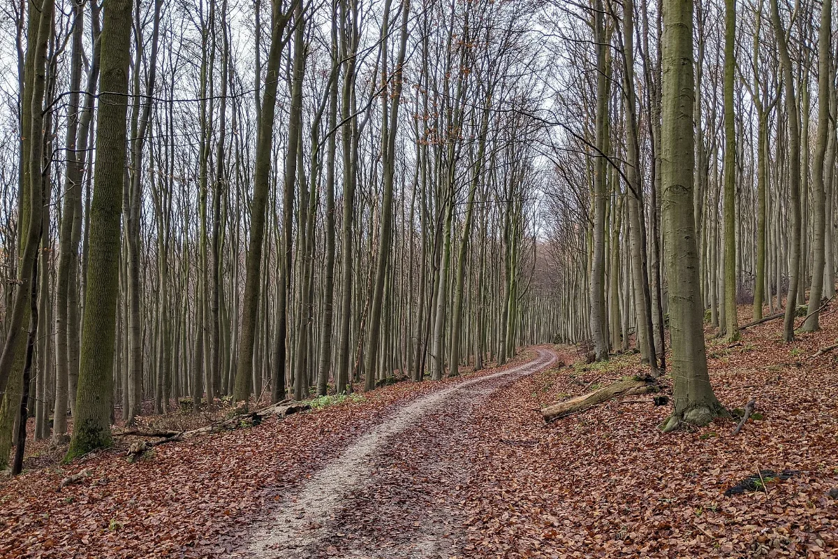 2019 12 01 103909 Naturwald Saubrink Oberberg