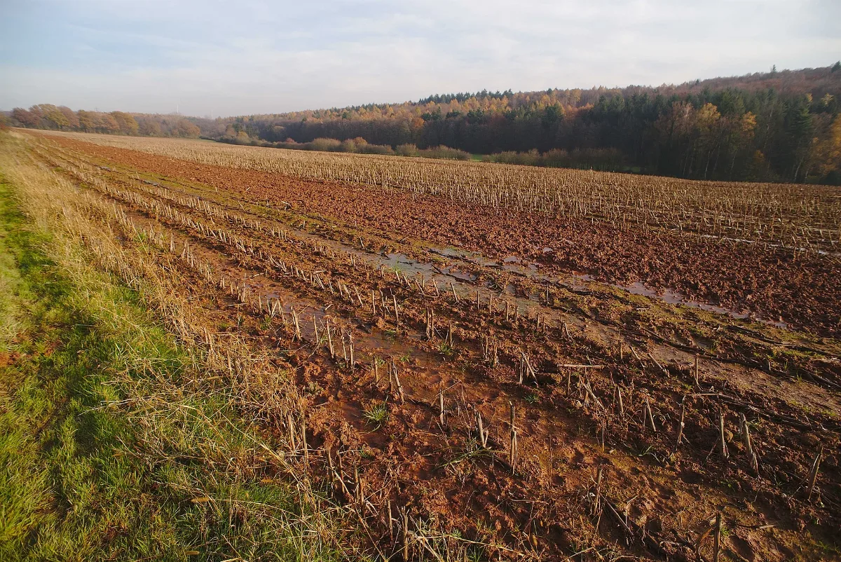 20191124Landschaftsschutzgebiet Im Landkreis Saarlouis 04