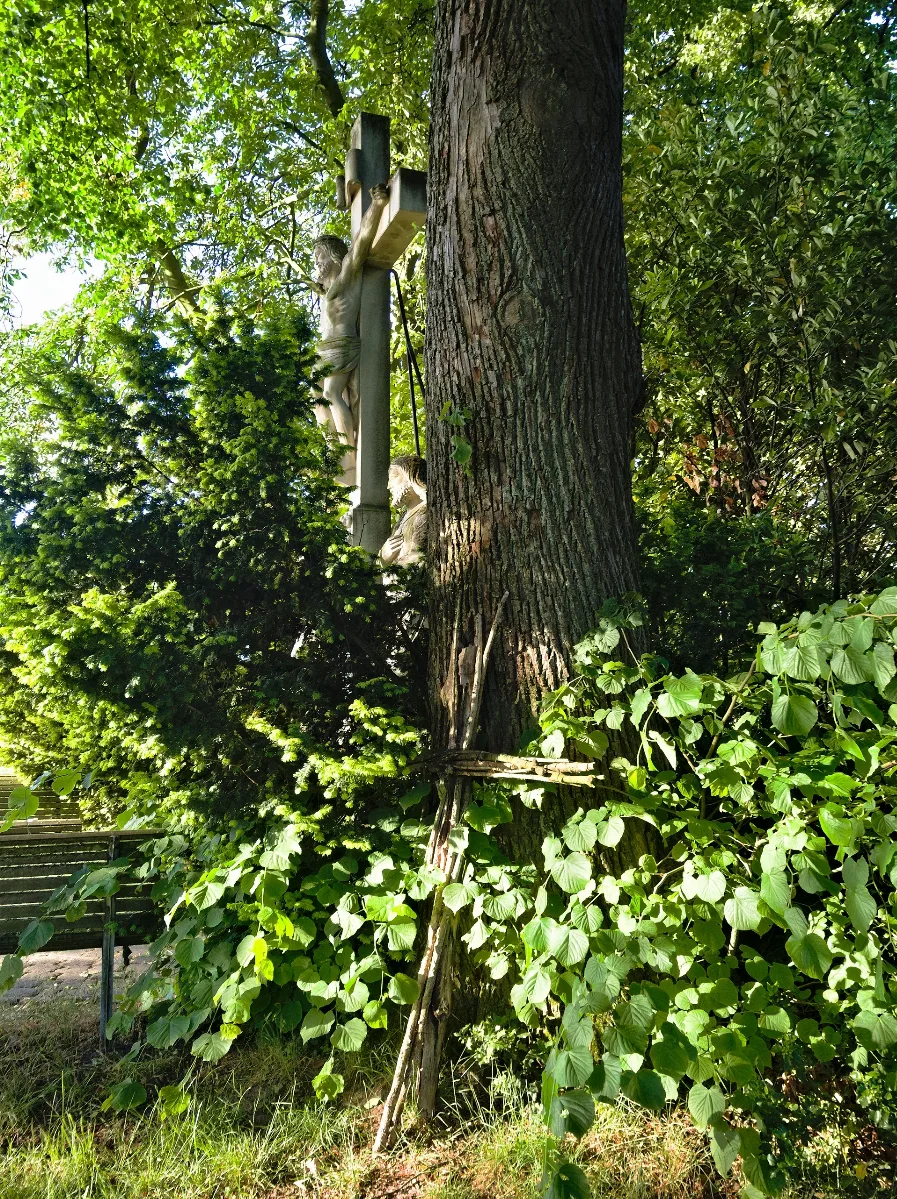 2020 05 28 Nd Winterlinde Am Hagelkreuz, Bottrop (Nrw) 02