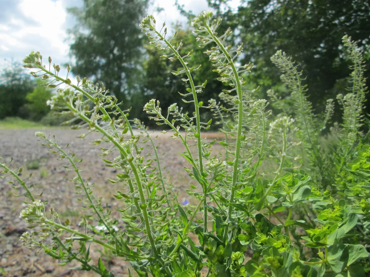 20200504Lepidium Campestre1