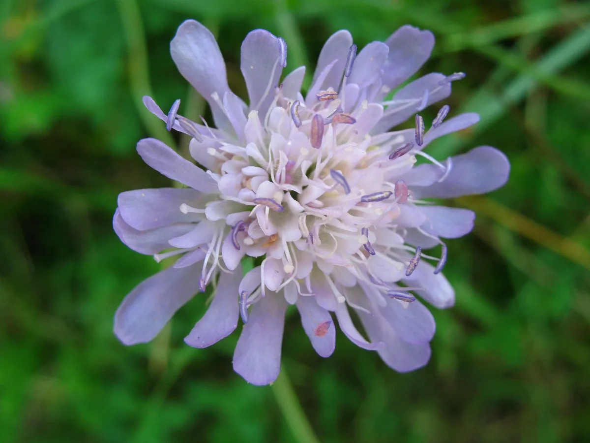 4451 Bern Flower