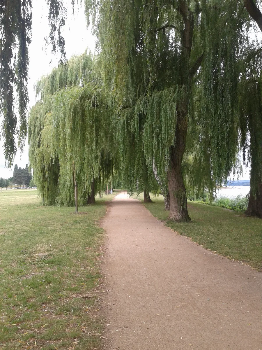 55218 Salix × Sepulcralis 2