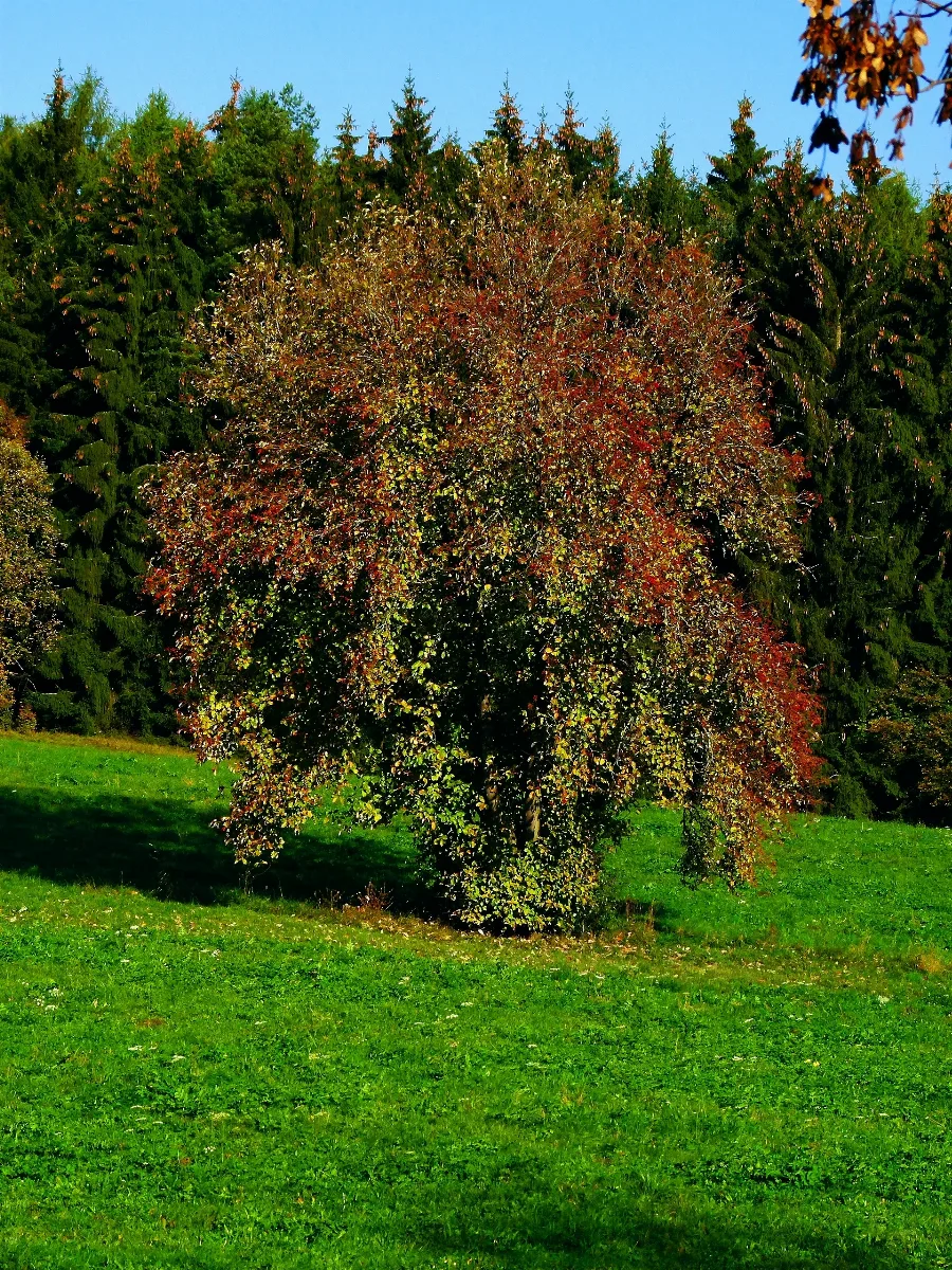 A Special Tree Panoramio