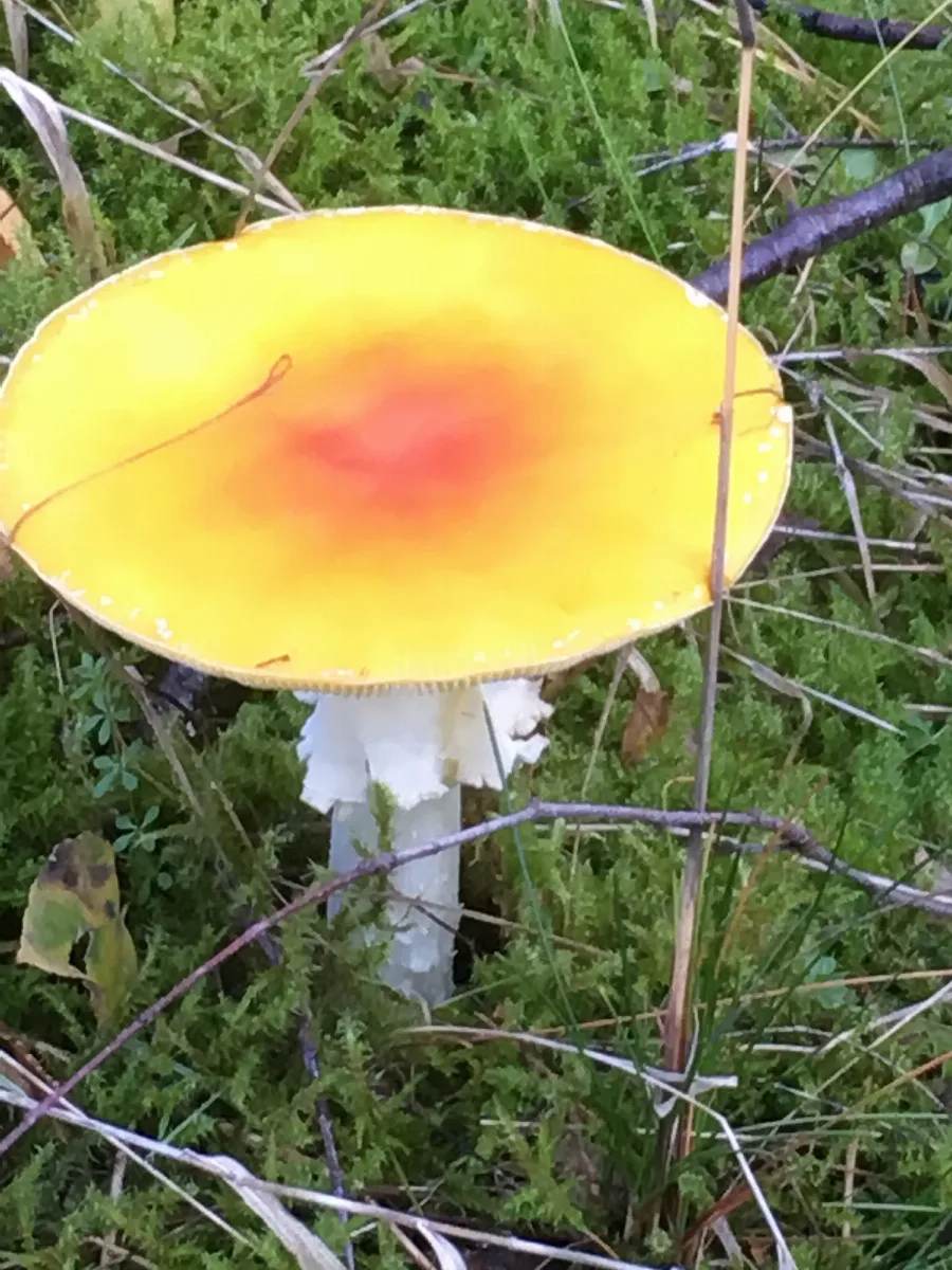 A Yellow Mashroom