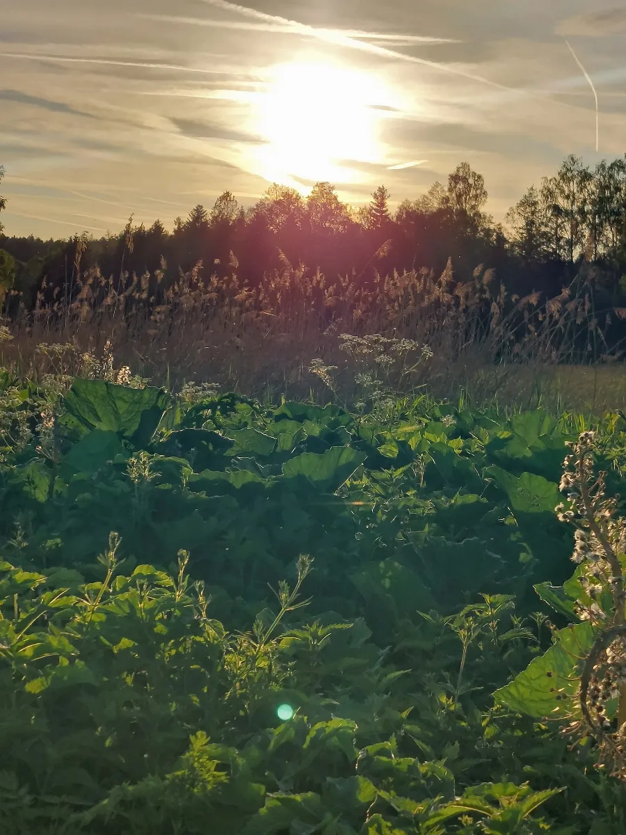 Abendstimmung In Dem Landschaftsschutzgebiet Des Torferlebnispfads Bremental In Jettingen Scheppach