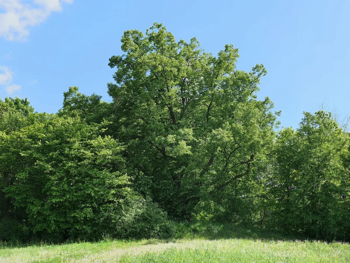 Abschiedslinde Bei Kammerbach Im Nordhessischen Werra Meißner Kreis (4)