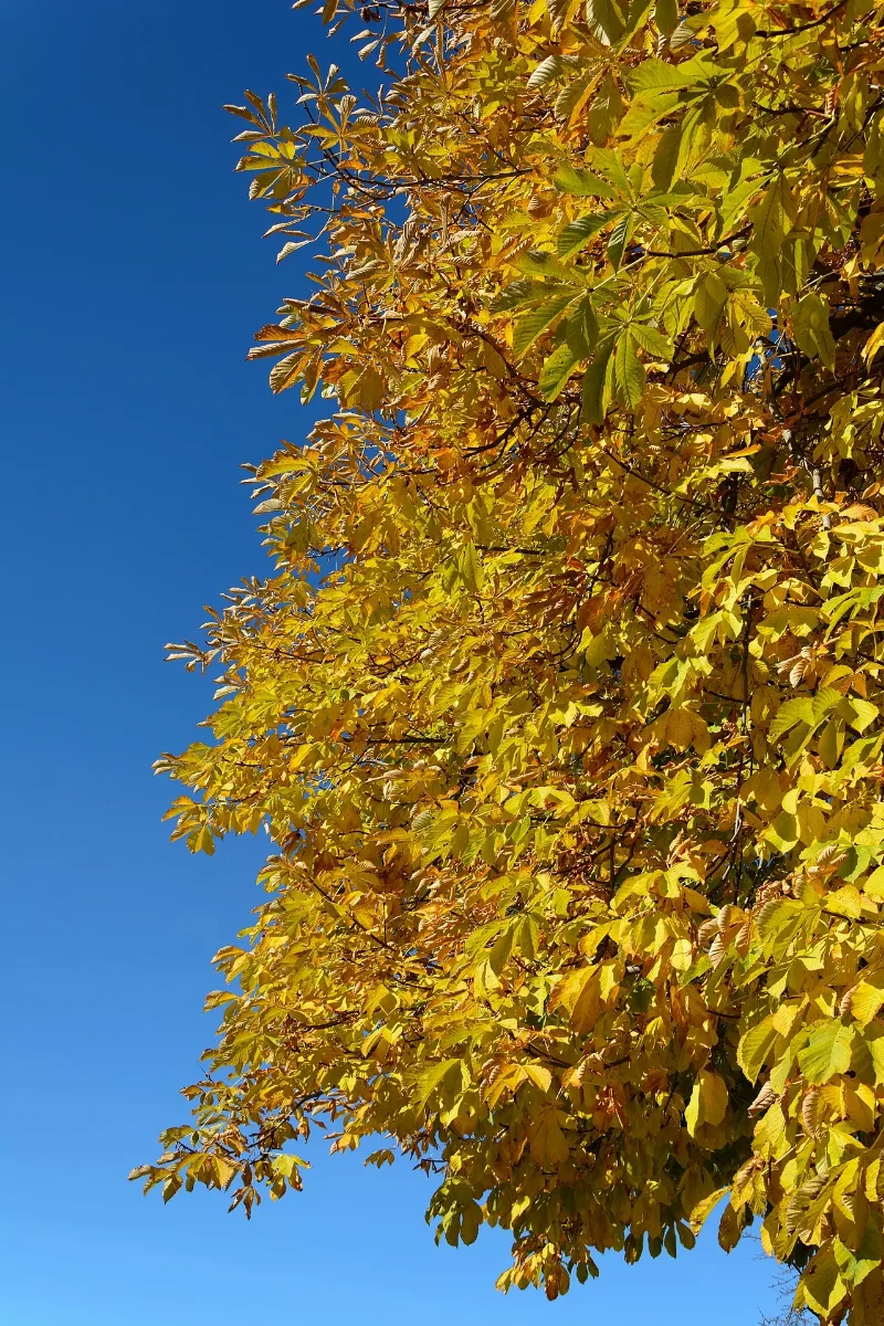 Aesculus Hippocastanum Seckau 20151024