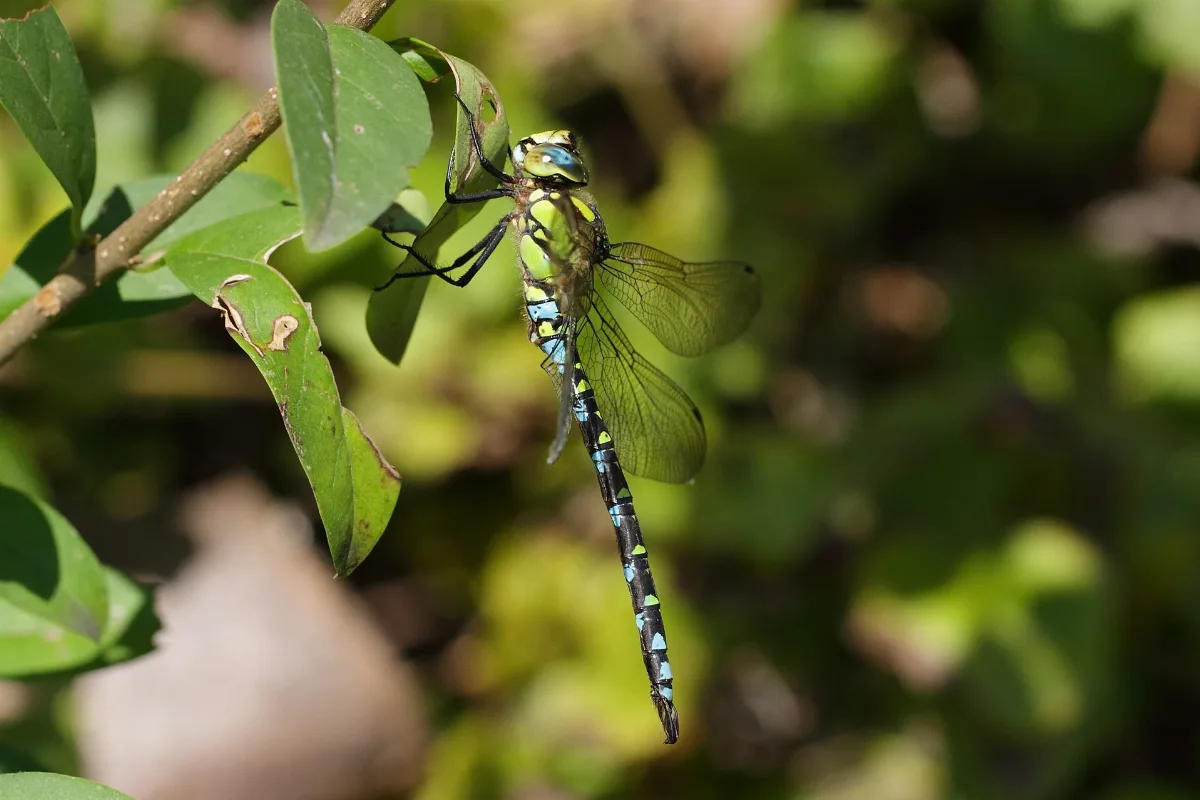 Aeshna Cyanea Niederösterreich 2