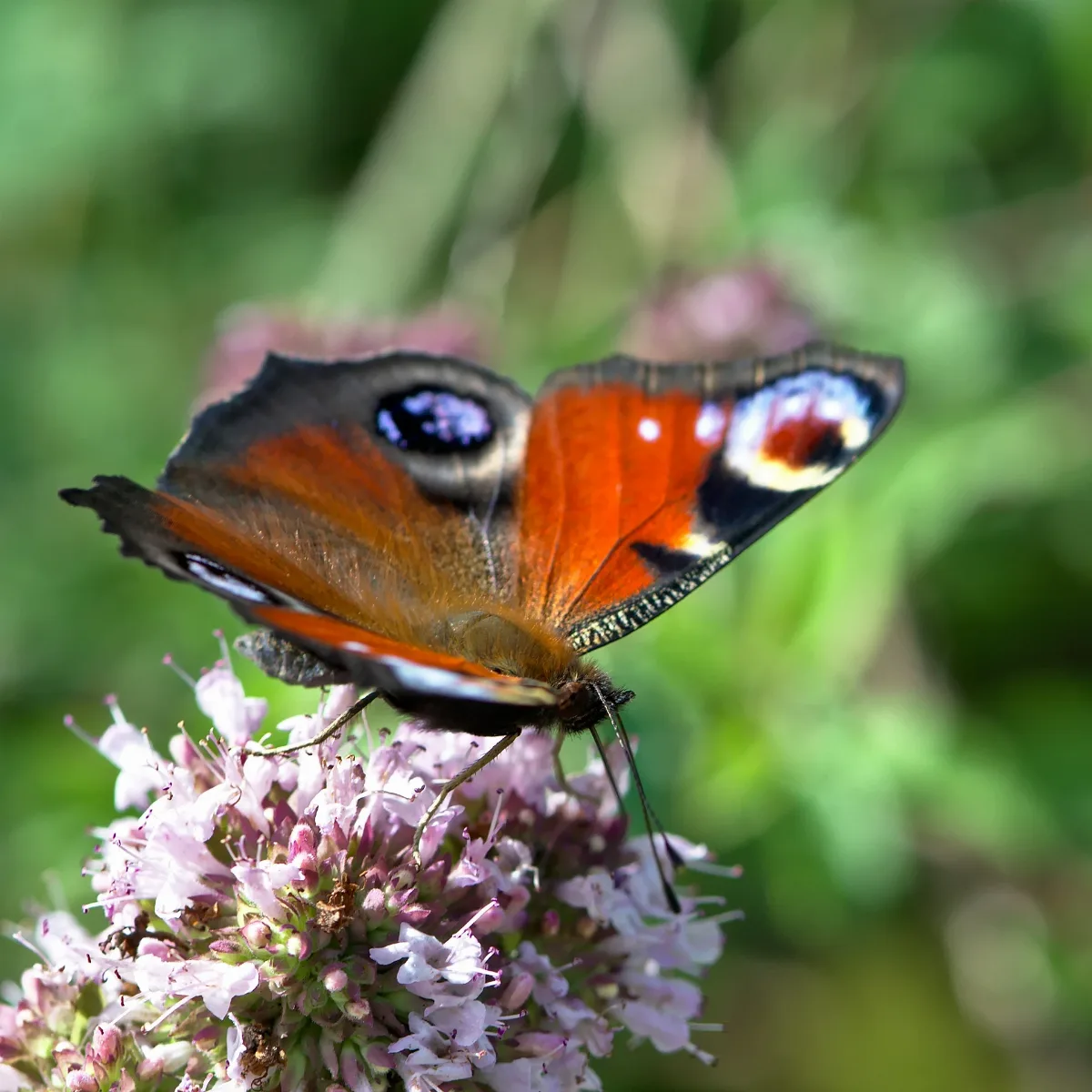 Aglais Io (35942403352)