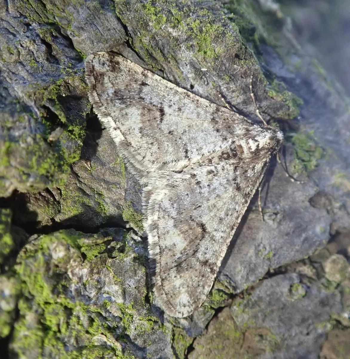 Agriopis Leucophaearia 61324369
